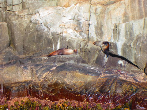 Full-Day Tasman Peninsula Tour From Hobart - C Tourism 9