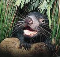 Hobart Shore Excursion Half Day Bonorong Wildlife Park with Richmond Tour - C Tourism