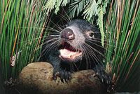 Hobart Shore Excursion: Half Day Bonorong Wildlife Park With Richmond Tour - C Tourism 0