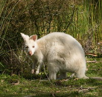 Bruny Island premium private photo-oriented day tour from Hobart - C Tourism