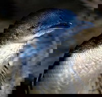 Bonnet Island Experience departing from Strahan - C Tourism