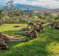 Shore Excursion Hobart's Best In Half A Day - C Tourism