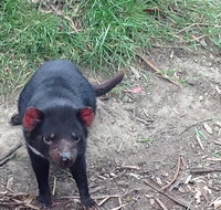 Private Bonorong Wildlife Sanctuary and Richmond 5 Hour Trip from Hobart - C Tourism