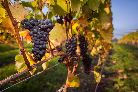 Half Day Tamar Valley Wine Tour - C Tourism 2