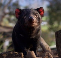 Mt. Field National Park and Bonorong Wildlife Park - C Tourism