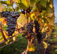 Tastes and Wines - C Tourism