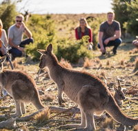8-Day Tasman Wildlife and Wilderness Encounter Including Accommodation - C Tourism
