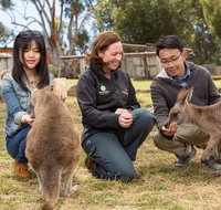 Bonorong Wildlife Park and Richmond Afternoon Tour from Hobart - C Tourism