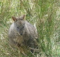 Leven Canyon Day Trip Including Wings Wildlife Park or Gunns Plains Caves from Devonport Ulverstone or Burnie - C Tourism