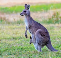 Bonorong Wildlife Park Richmond Village Hobart Highlights - C Tourism