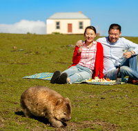Wineglass Bay And Maria Island Wildlife Scenic Flight From Hobart - C Tourism
