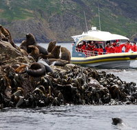 3-Hour Bruny Island Cruise from Adventure Bay - C Tourism