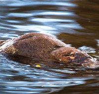 Wild-Platypus 2 hour wildlife tour - C Tourism