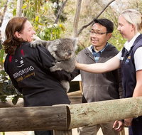 3 of Hobart's best experiences in one day - Mt Wellington Richmond and Bonorong - C Tourism