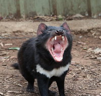 ZOODOO ZOO tour meet the famous Tasmanian Devil cuddle a kangaroo feed a lion - C Tourism
