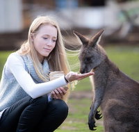 Guided Shore Excursion Hobart City Highlights Bonorong Wildlife  Richmond - C Tourism