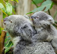 Hobart's best city nature wildlife and fine cuisine - C Tourism