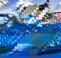 White Shark Tour with Optional Cage Dive from Port Lincoln - C Tourism