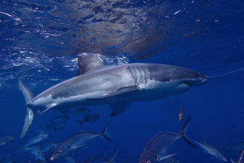 White Shark Tour With Optional Cage Dive From Port Lincoln - C Tourism 6