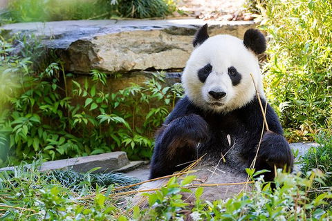 Adelaide Zoo Behind The Scenes Experience: Exclusive Giant Panda Experience - C Tourism 1