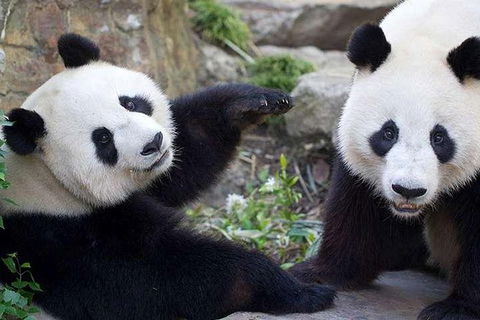 Adelaide Zoo Behind The Scenes Experience: Exclusive Giant Panda Experience - C Tourism 0