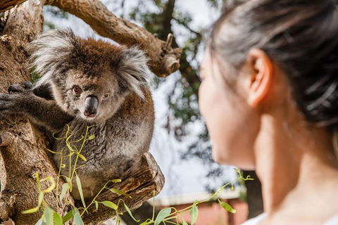 Adelaide Zoo Behind The Scenes Experience: Koala Encounter - C Tourism 0
