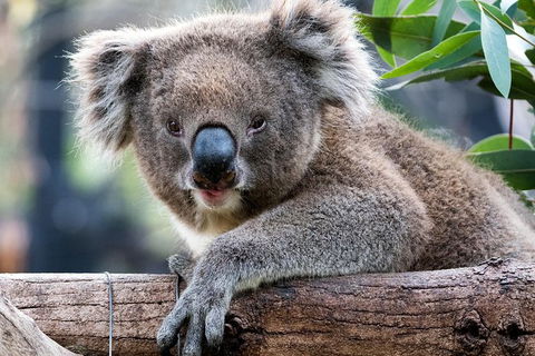 Adelaide Zoo Behind The Scenes Experience: Koala Encounter - C Tourism 1