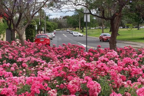Adelaide Walking Tour: Hills, Squares And Parklands - C Tourism 6