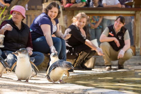 Adelaide Zoo Behind The Scenes Experience: Penguins In Person - C Tourism 0