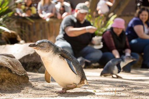 Adelaide Zoo Behind The Scenes Experience: Penguins In Person - C Tourism 1