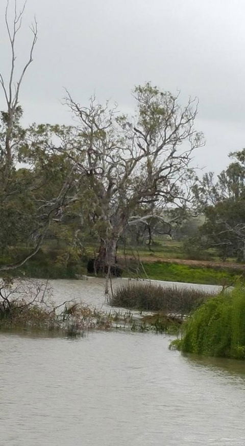 Murray River Riverboat Tour Including Lunch From Adelaide - C Tourism 2