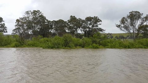 Murray River Riverboat Tour Including Lunch From Adelaide - C Tourism 10