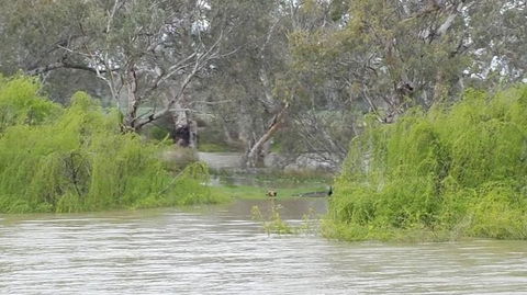 Murray River Riverboat Tour Including Lunch From Adelaide - C Tourism 4