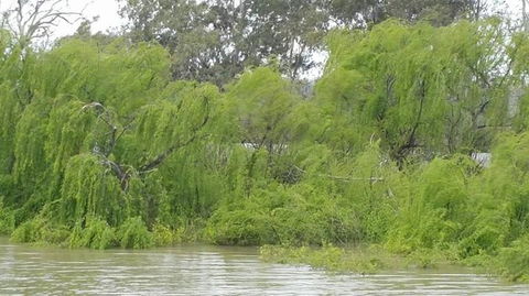 Murray River Riverboat Tour Including Lunch From Adelaide - C Tourism 5