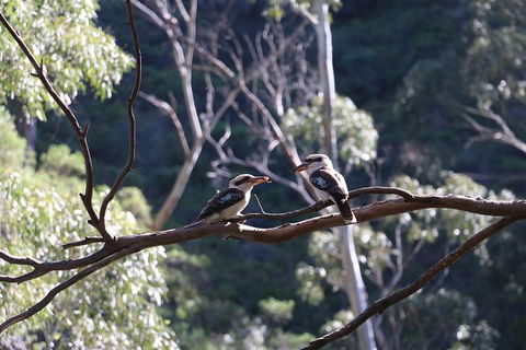 Morialta Wilderness And Wildlife Hike - Day Trip From Adelaide - C Tourism 5