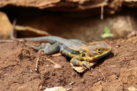 Morialta Wilderness And Wildlife Hike - Day Trip From Adelaide - C Tourism 8