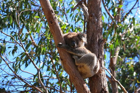 Morialta Wilderness And Wildlife Hike - Day Trip From Adelaide - C Tourism 3