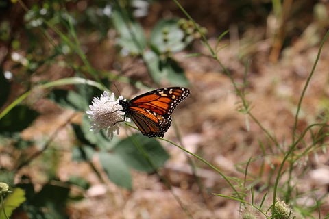 Morialta Wilderness And Wildlife Hike - Day Trip From Adelaide - C Tourism 4