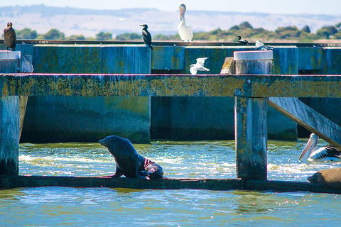 Murray Mouth Cruise - C Tourism 1