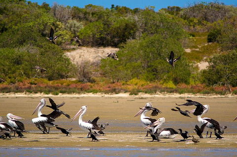 Murray Mouth Cruise - C Tourism 4