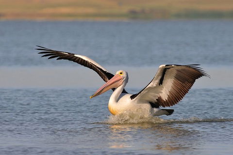 Murray Mouth Cruise - C Tourism 2