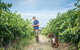 The Ultimate Shottesbrooke Wine & Food Experience - thumb 7