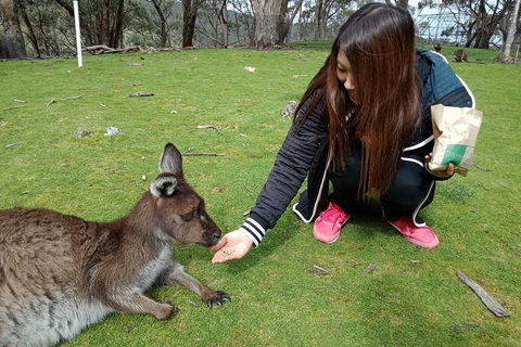 Adelaide Essentials Tour - C Tourism 0
