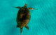 Moreton Island Day Trip (Kayak, Snorkel & Sandboard) Frm Brisbane Or Gold Coast - thumb 9
