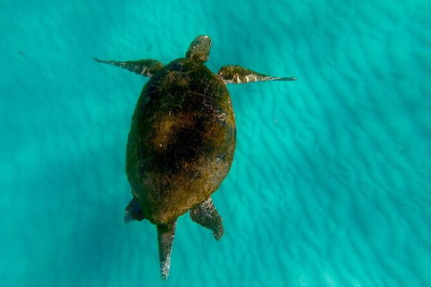 Moreton Island Day Trip (Kayak, Snorkel & Sandboard) Frm Brisbane Or Gold Coast - C Tourism 9