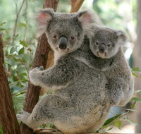 Lone Pine Koala Sanctuary Day Pass - C Tourism