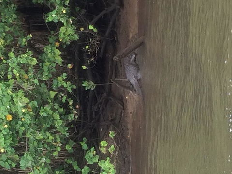 Cape Tribulation, Mossman Gorge, And Daintree Rainforest Day Trip From Cairns Or Port Douglas - C Tourism 5