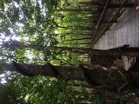 Cape Tribulation, Mossman Gorge, And Daintree Rainforest Day Trip From Cairns Or Port Douglas - C Tourism 2