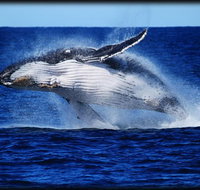 Whale Watching Cruise from Redcliffe Brisbane or the Sunshine Coast - C Tourism