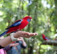 Springbrook National Park Discovery Full-Day Bushwalking Tour - C Tourism